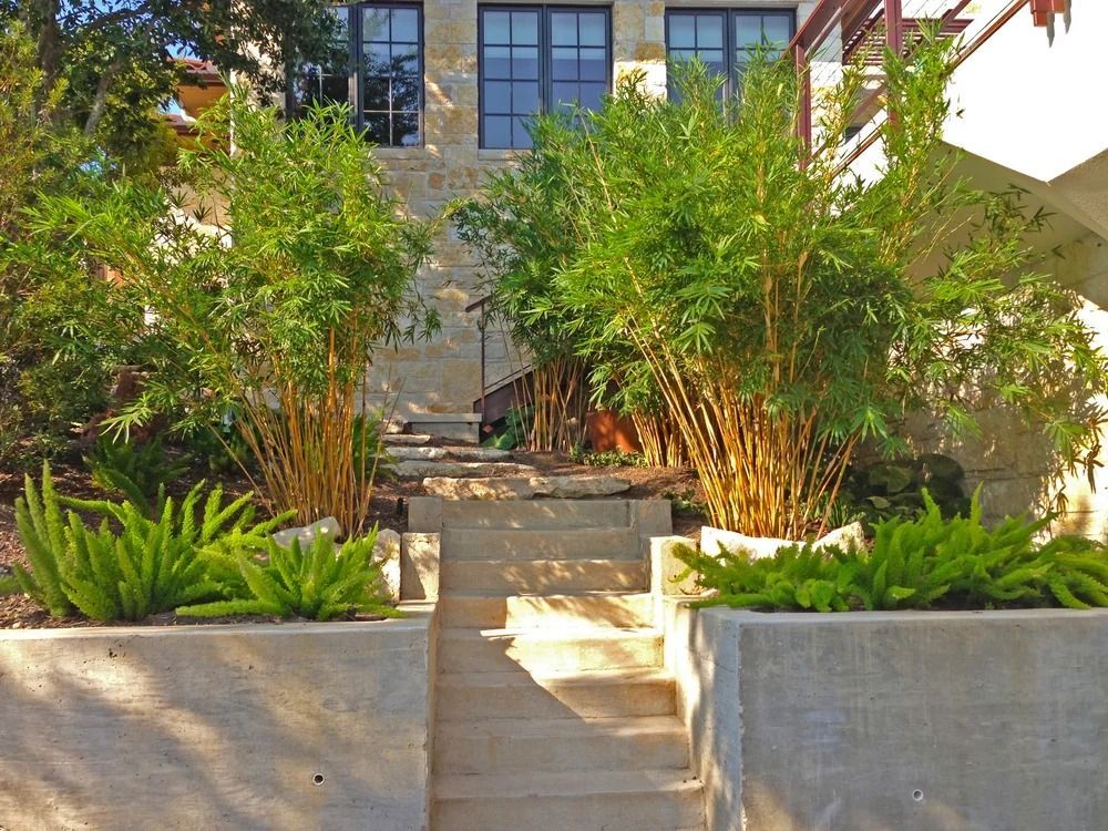 Concrete steps lead to a house entrance, flanked by bamboo and ferns in planters.