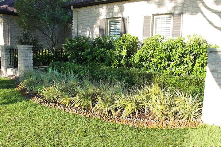 A landscaped garden bed with striped ornamental grasses and manicured green hedges in front of a stone house.