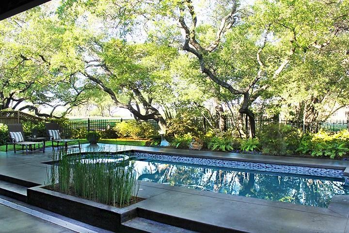 A rectangular swimming pool with a stone deck sits under large, lush oak trees in a sunlit backyard.