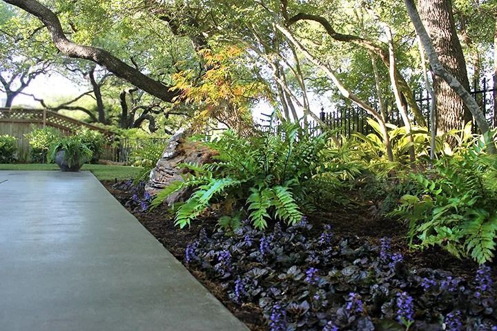 A concrete patio edge borders a garden bed filled with purple flowering groundcover, lush green ferns, and large trees.