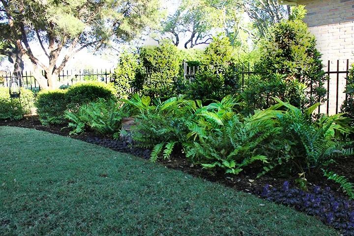 Lush green ferns and manicured shrubs planted in dark mulch beside a grassy lawn and a metal fence.