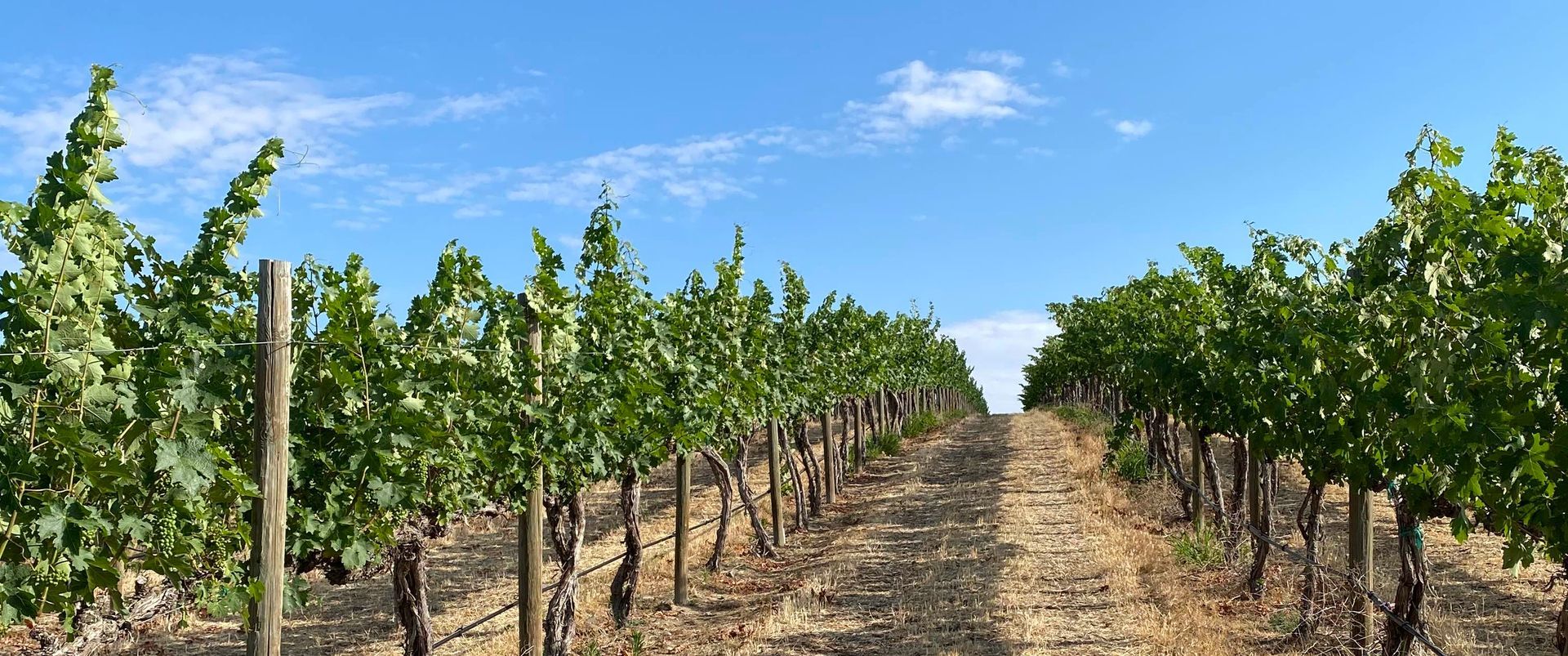 DuBrul Vineyard Cabernet