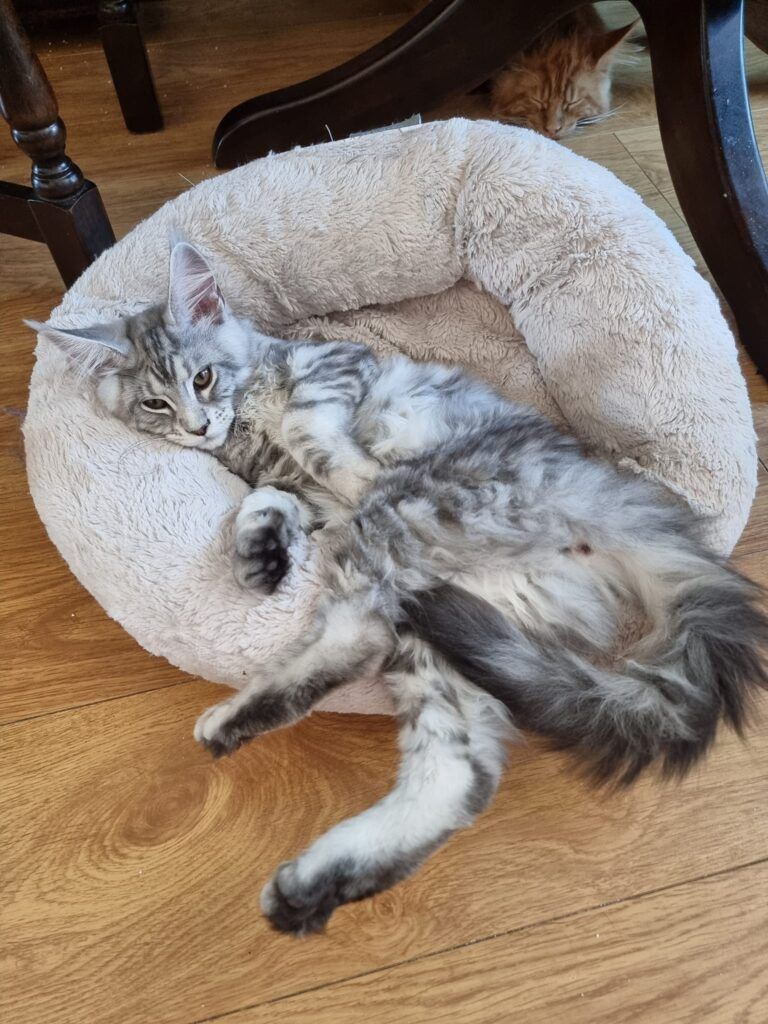 Coon cats for sale, Maine coon cats for sale in the uk