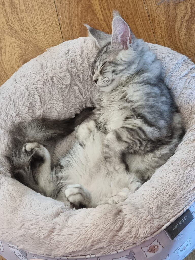 Coon cats for sale, Maine coon cats for sale in the uk