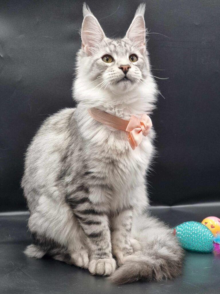 Coon cats for sale, Maine coon cats for sale in the uk