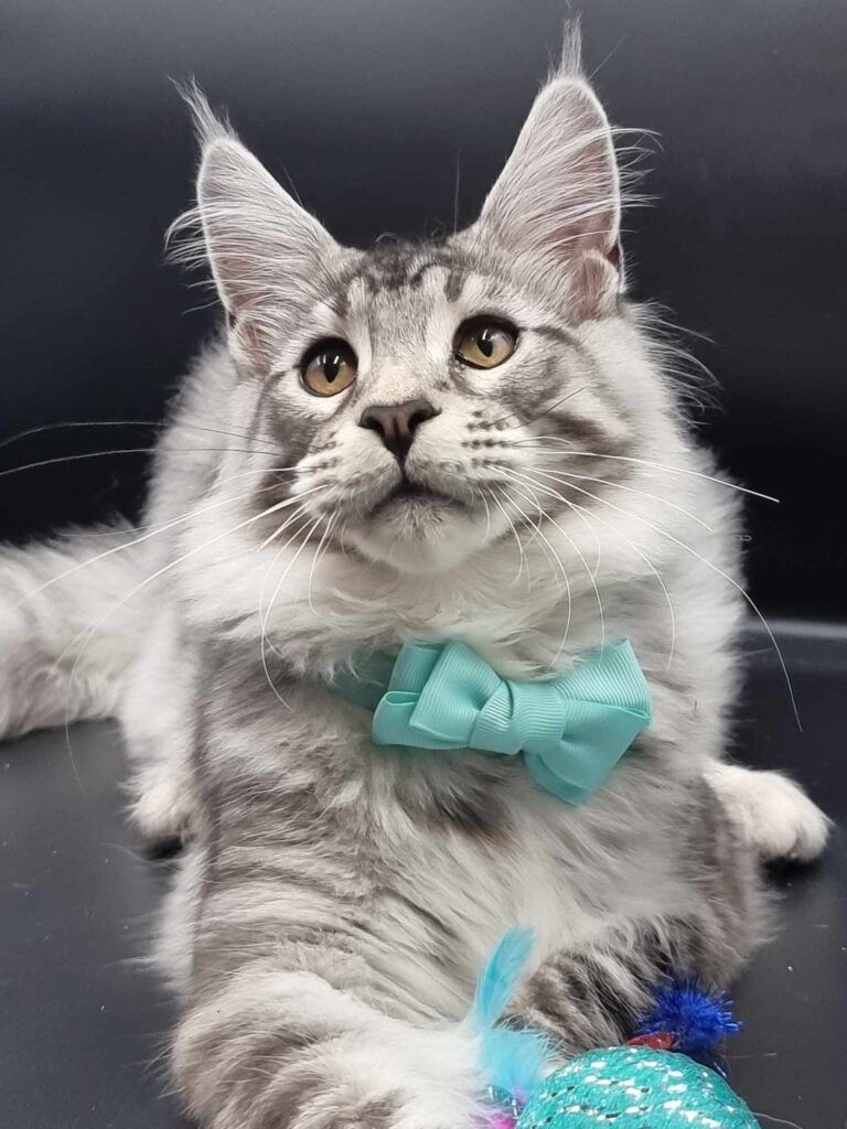 Coon cats for sale, Maine coon cats for sale in the uk