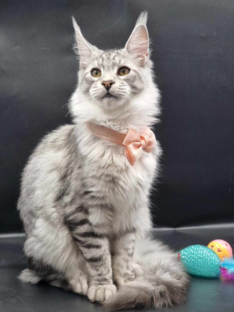 Coon cats for sale, Maine coon cats for sale in the uk