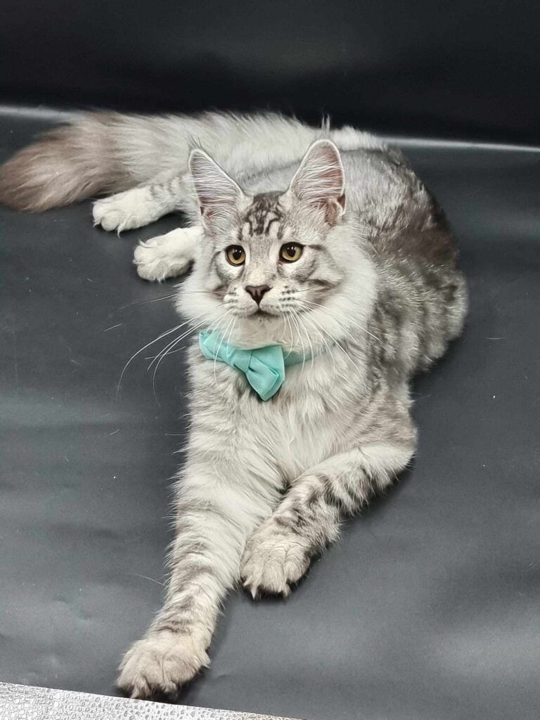 Coon cats for sale, Maine coon cats for sale in the uk