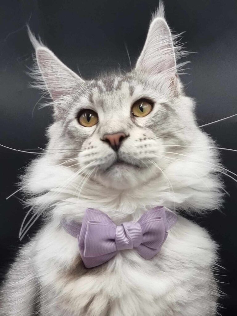 Coon cats for sale, Maine coon cats for sale in the uk