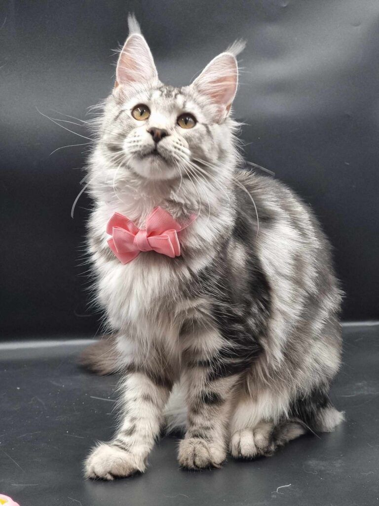 Coon cats for sale, Maine coon cats for sale in the uk