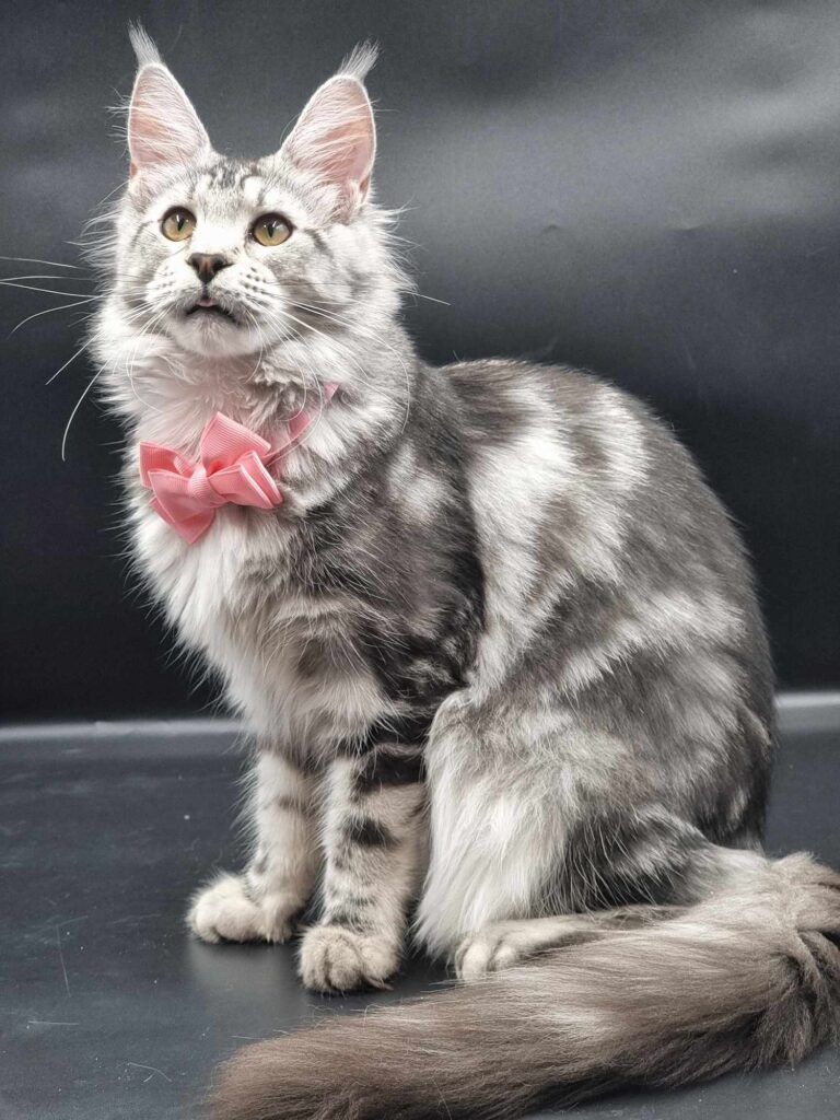 Coon cats for sale, Maine coon cats for sale in the uk