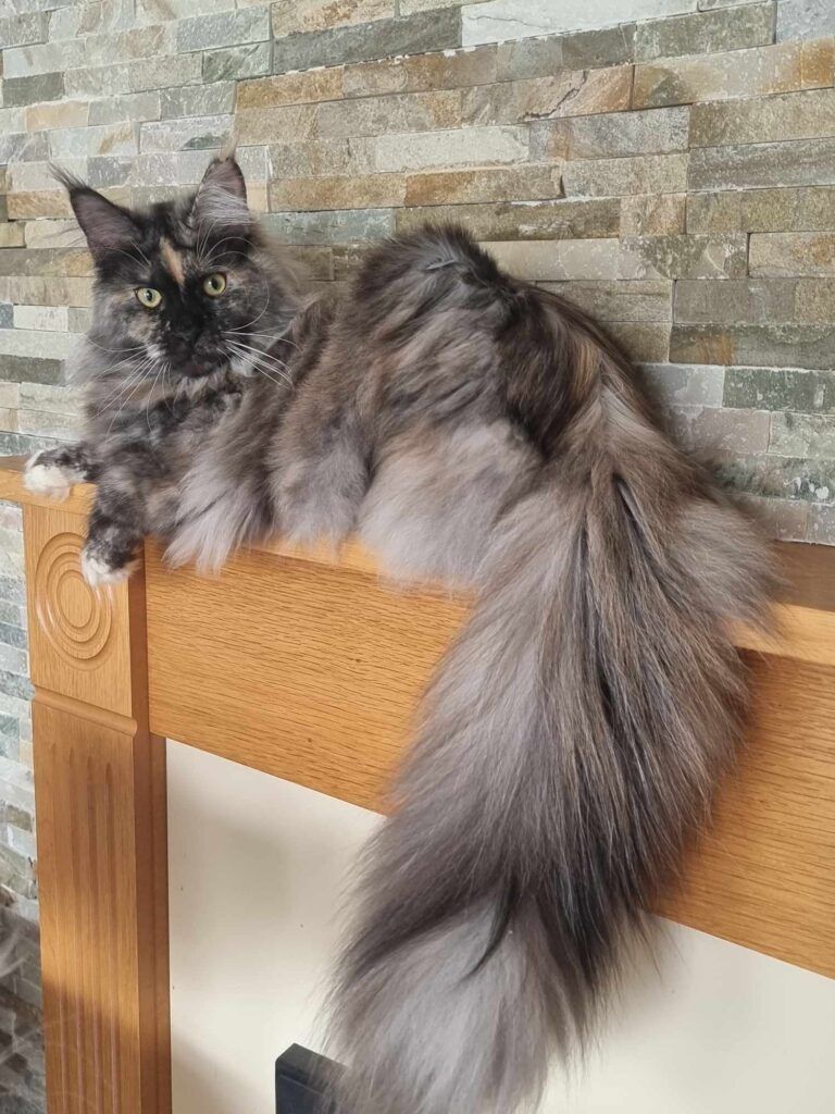 Coon cats for sale, Maine coon cats for sale in the uk