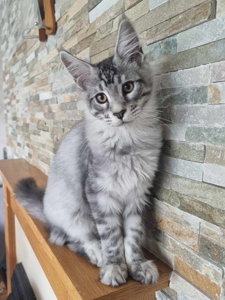 Coon cats for sale, Maine coon cats for sale in the uk