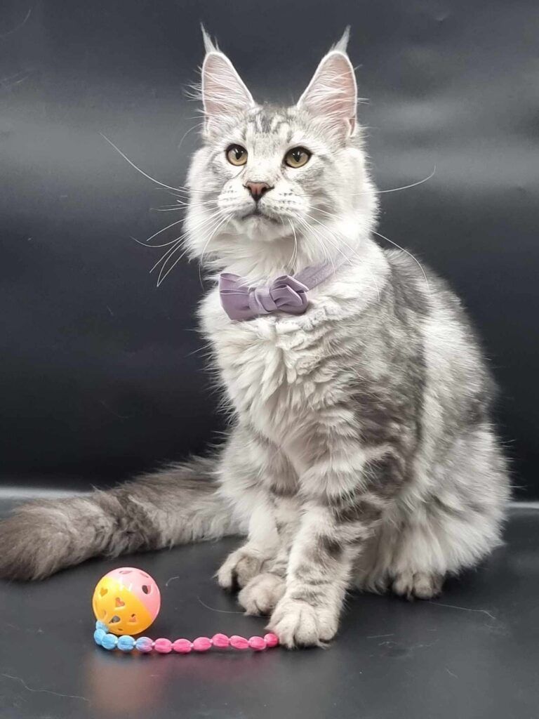 Coon cats for sale, Maine coon cats for sale in the uk