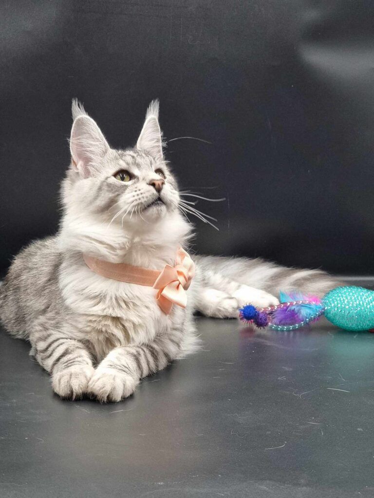 Coon cats for sale, Maine coon cats for sale in the uk