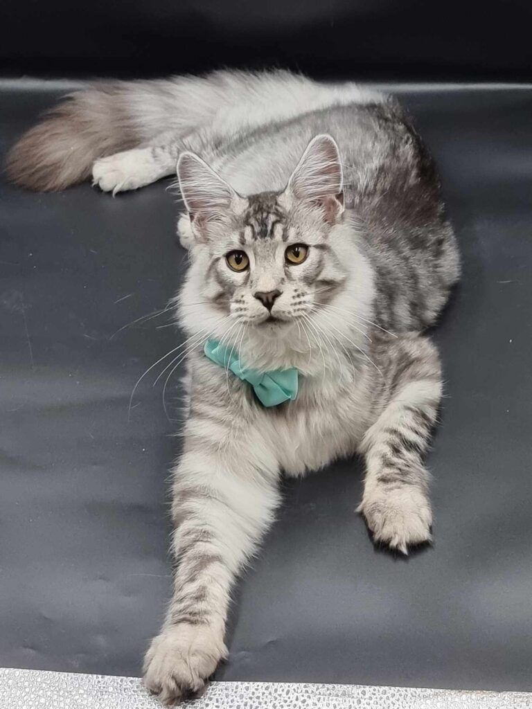 Coon cats for sale, Maine coon cats for sale in the uk