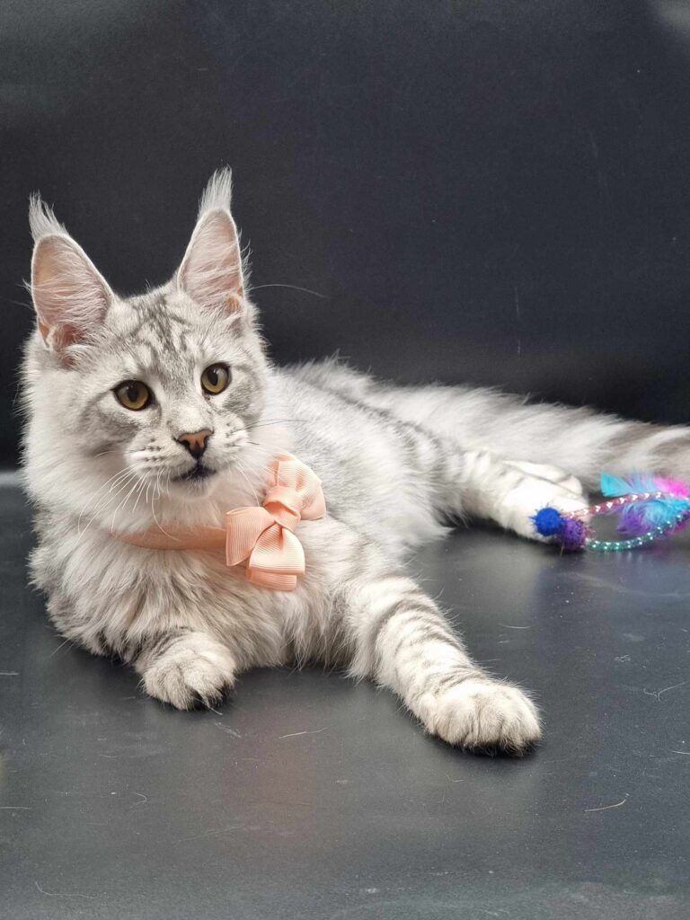 Coon cats for sale, Maine coon cats for sale in the uk