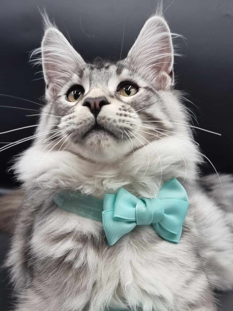 Coon cats for sale, Maine coon cats for sale in the uk