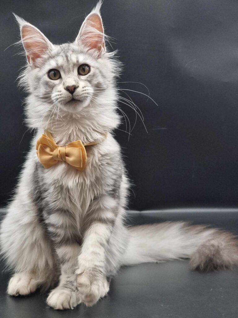 Coon cats for sale, Maine coon cats for sale in the uk