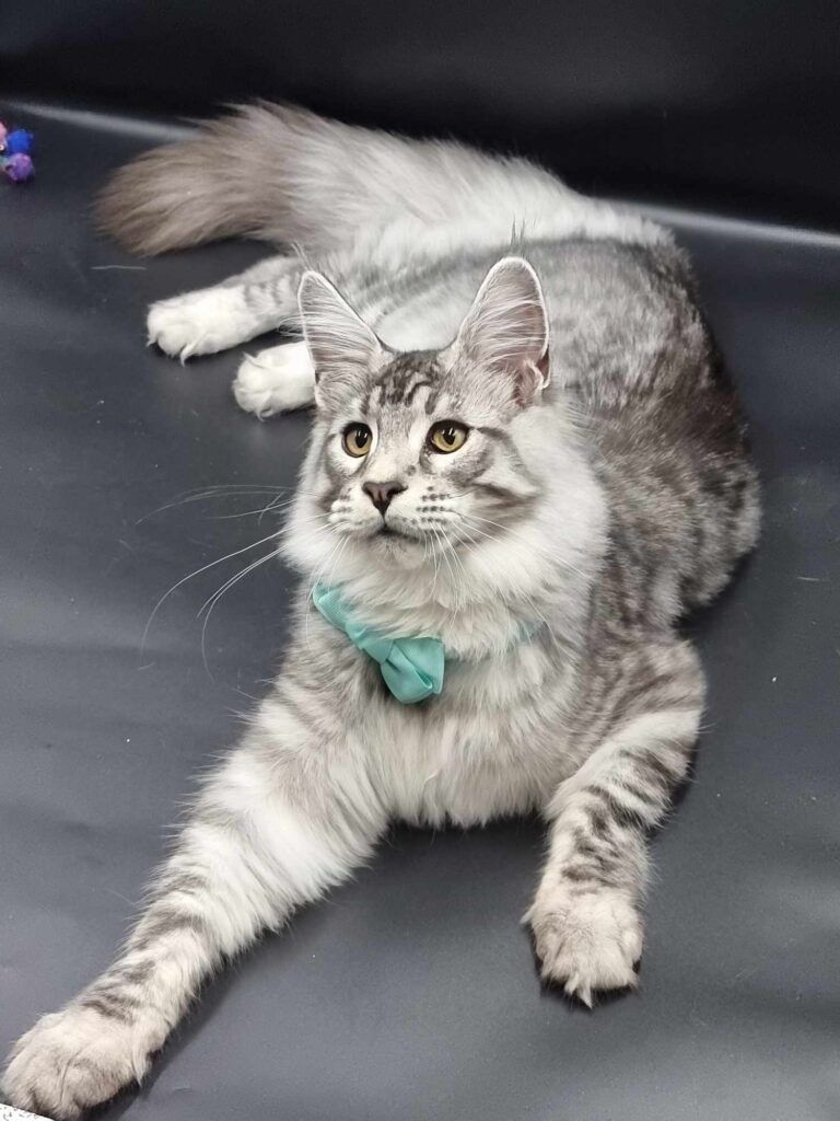 Coon cats for sale, Maine coon cats for sale in the uk