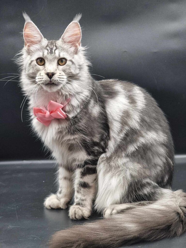 Coon cats for sale, Maine coon cats for sale in the uk