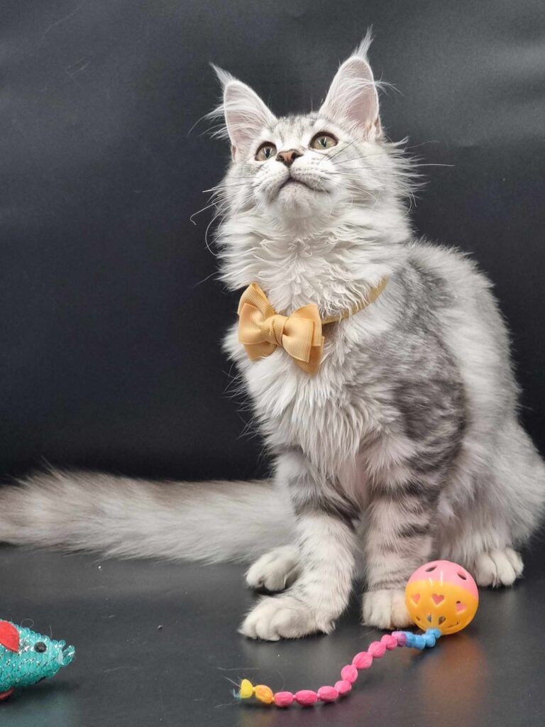 Coon cats for sale, Maine coon cats for sale in the uk