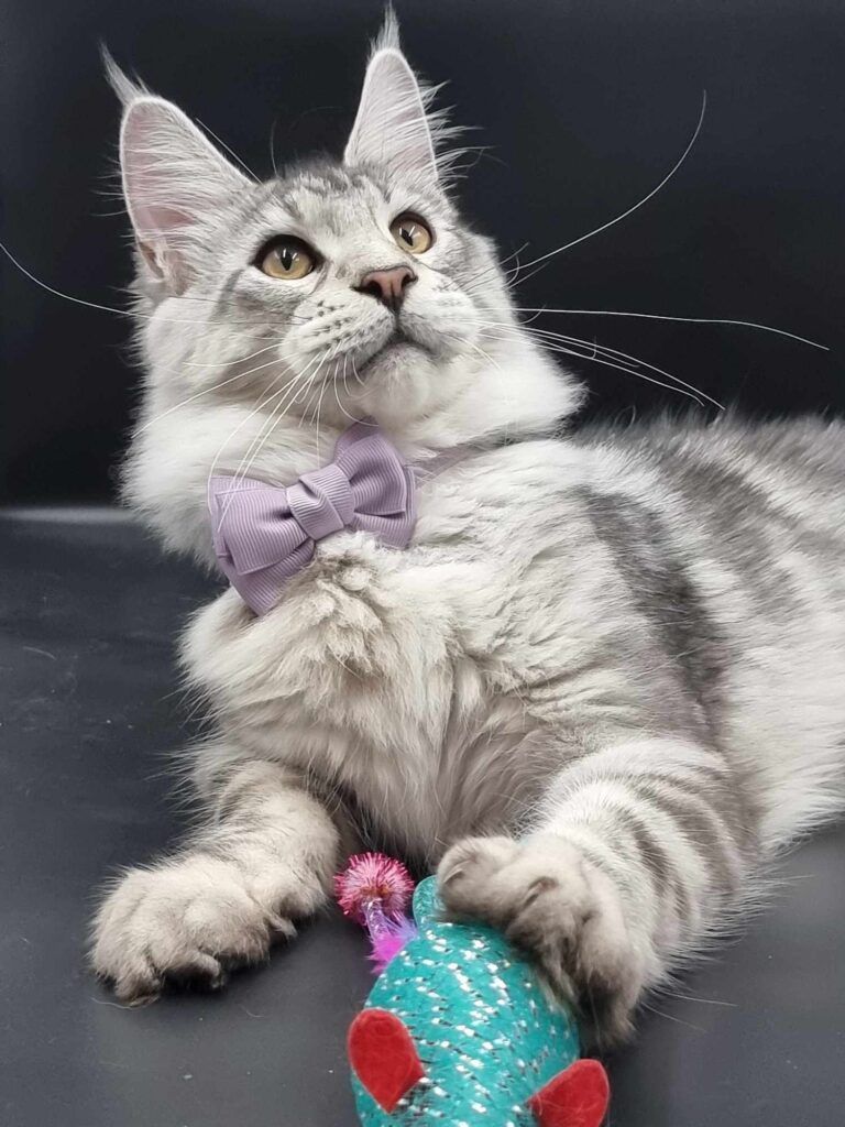 Coon cats for sale, Maine coon cats for sale in the uk
