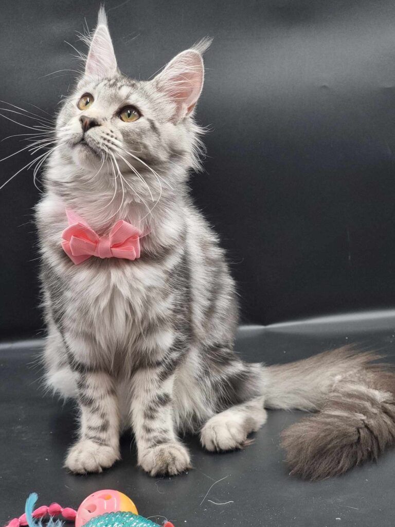 Coon cats for sale, Maine coon cats for sale in the uk