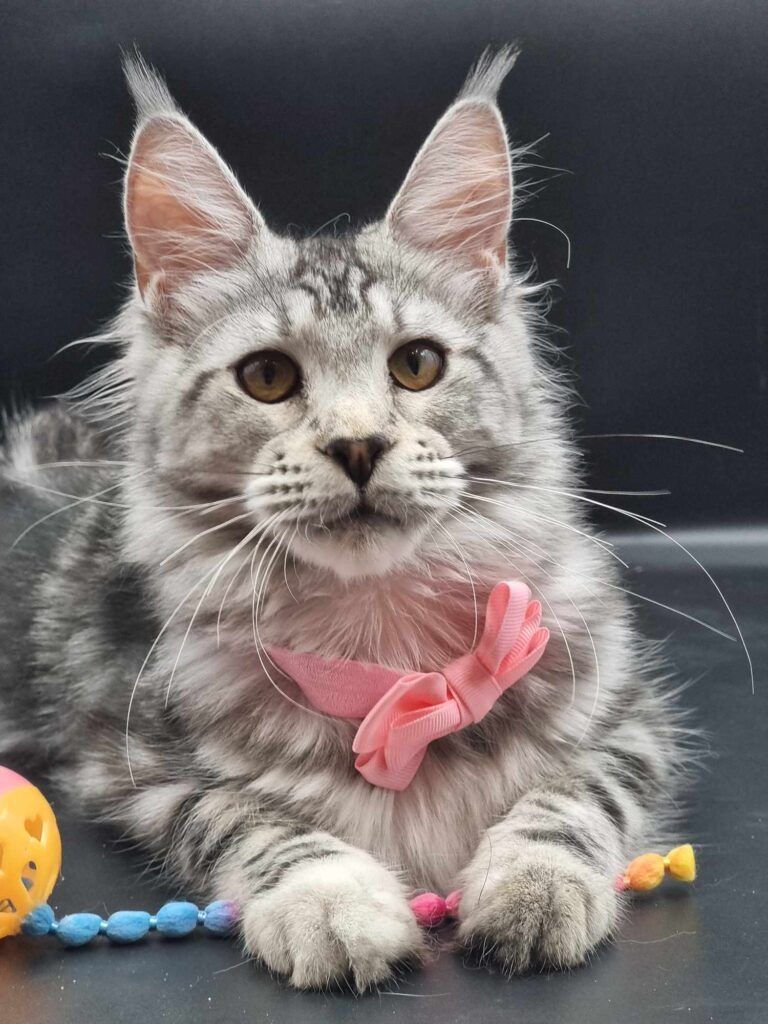 Coon cats for sale, Maine coon cats for sale in the uk