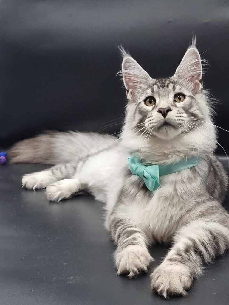 Coon cats for sale, Maine coon cats for sale in the uk
