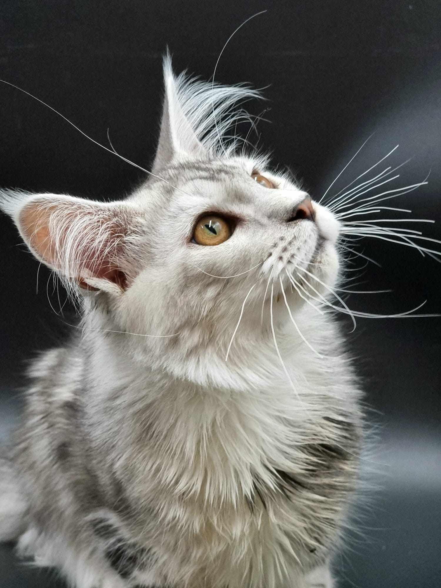 Maine Coon kittens for sale near Willerby