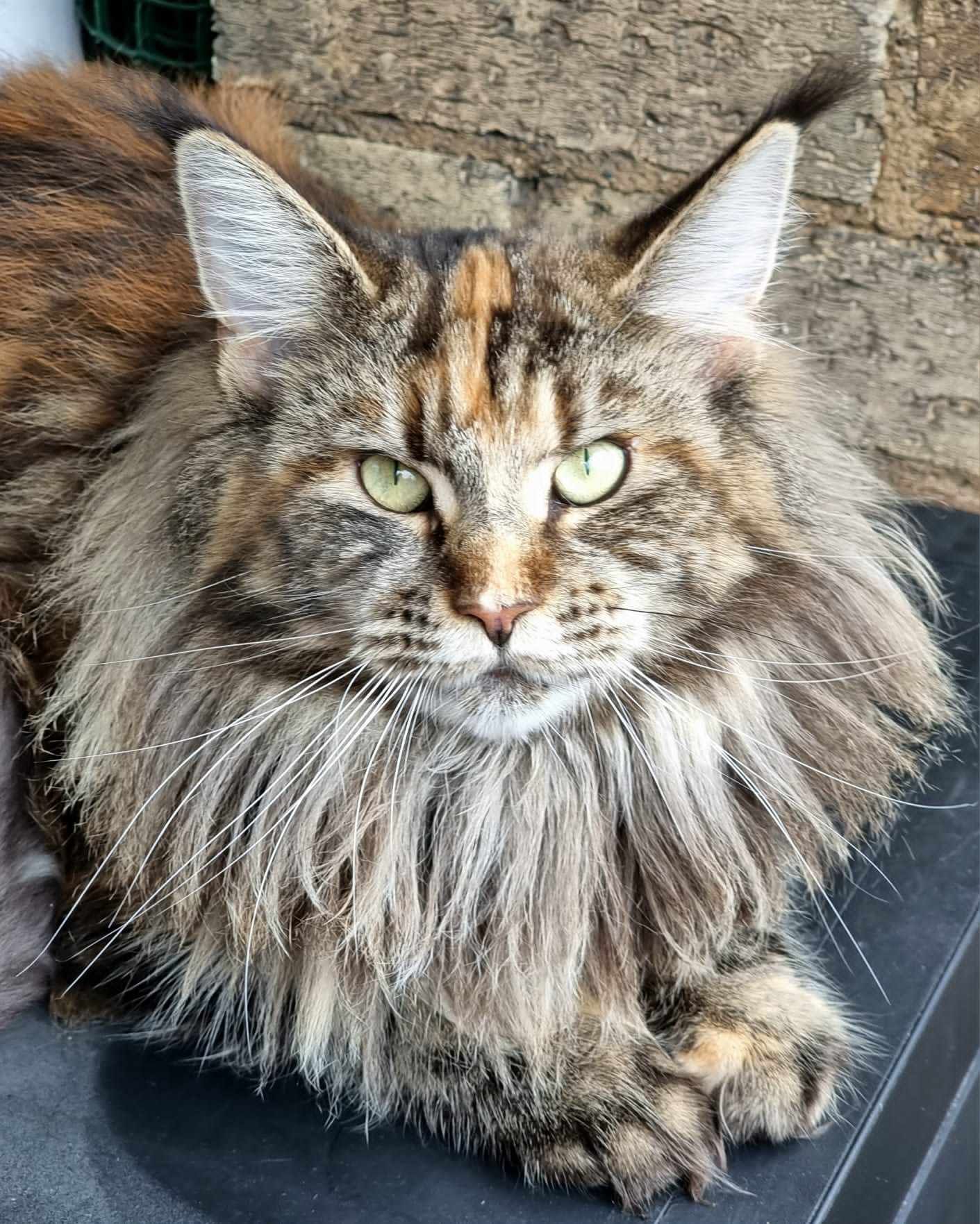 Maine Coon cat breeders near Hessle