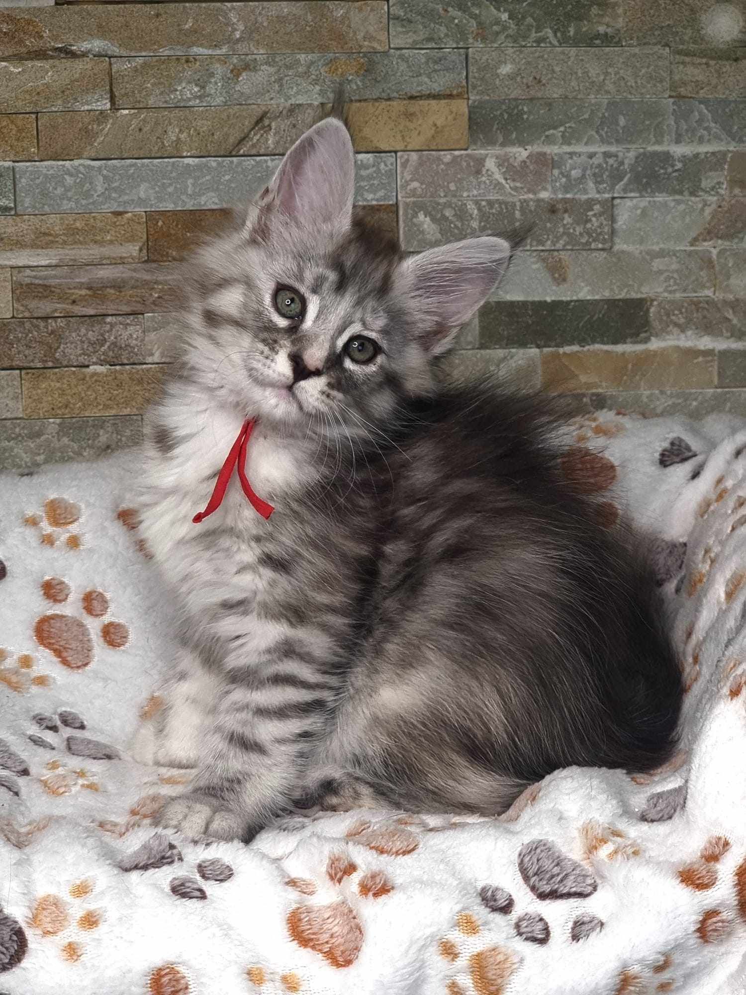 Maine Coon cat breeders near Hessle