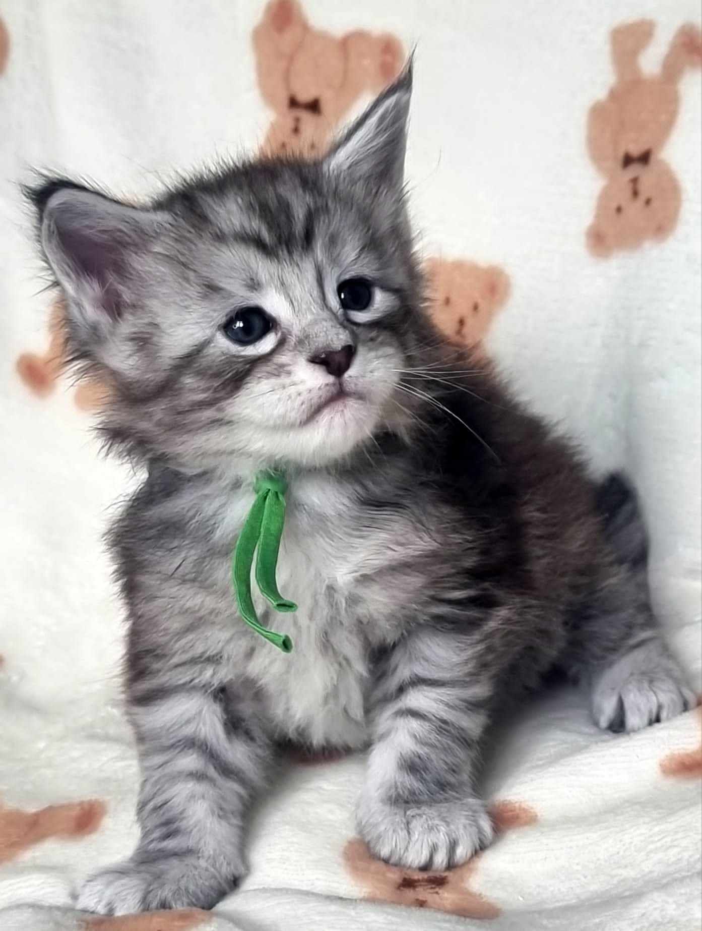 Maine Coon cat breeders near Cottingham