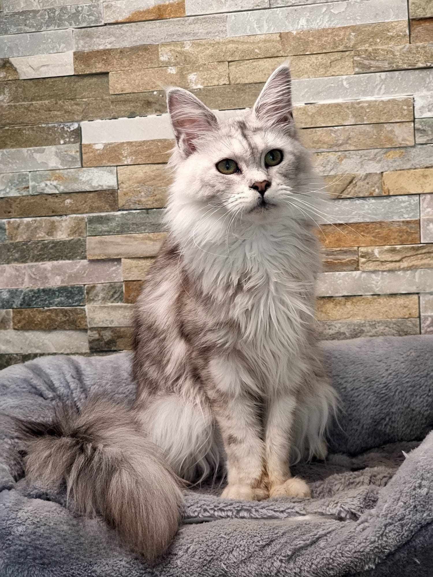 Maine Coon cat breeders near Hessle