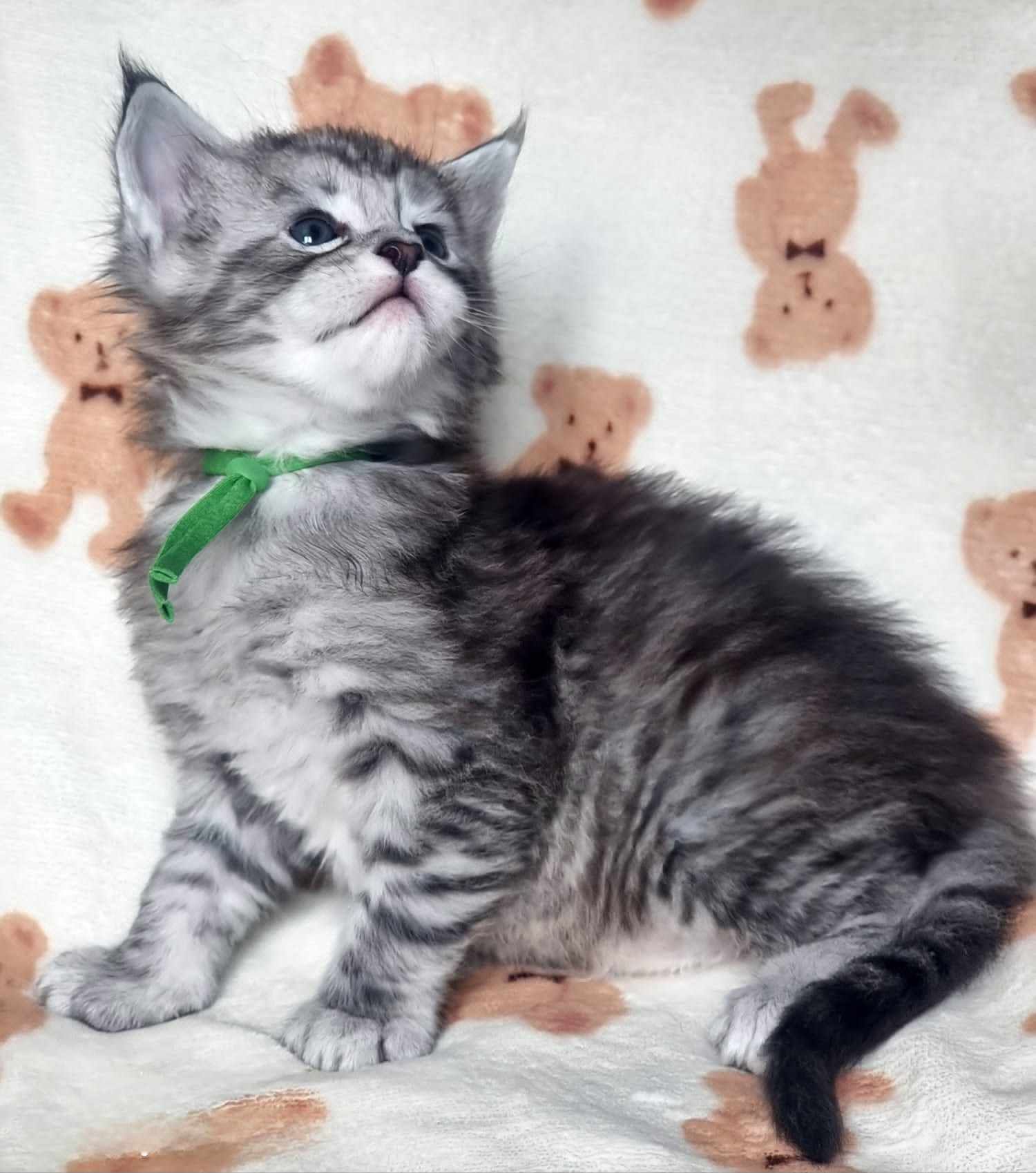 Maine Coon cat breeders near Hessle