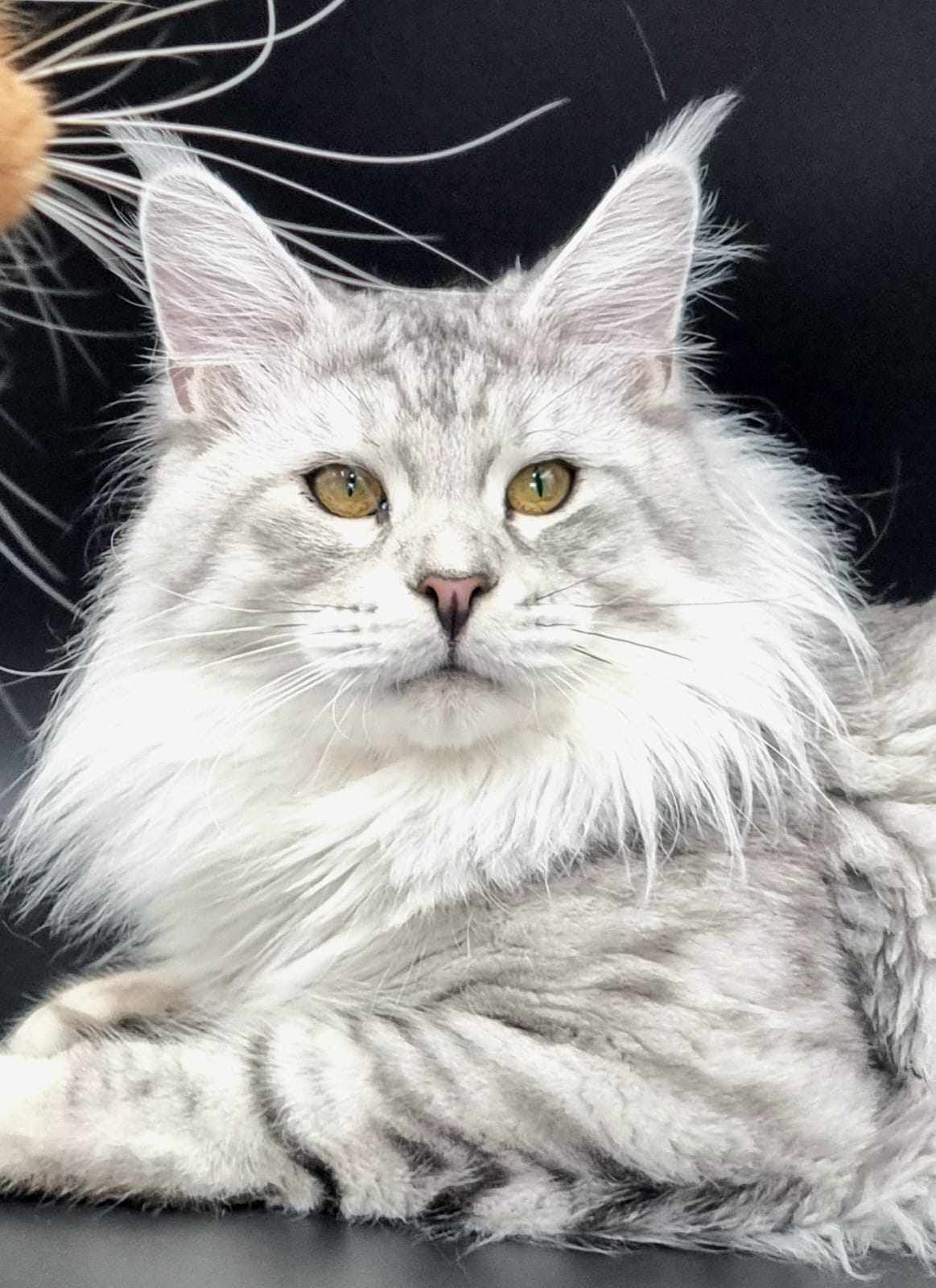 Maine Coon kittens for sale near Dunswell