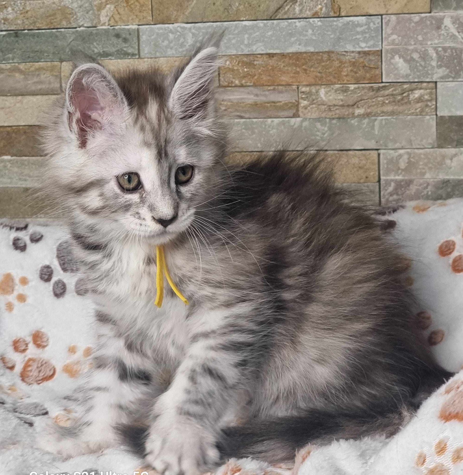 Maine Coon cat breeders near Cottingham