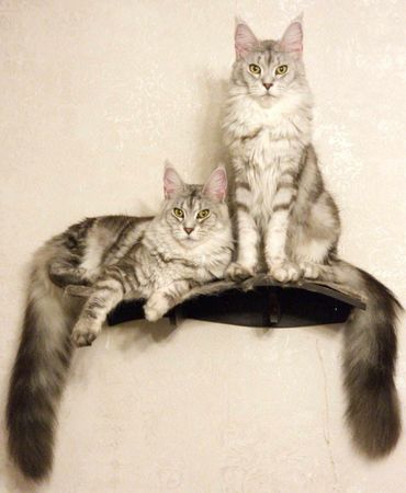 Maine Coon Cats, buy maine coon cat