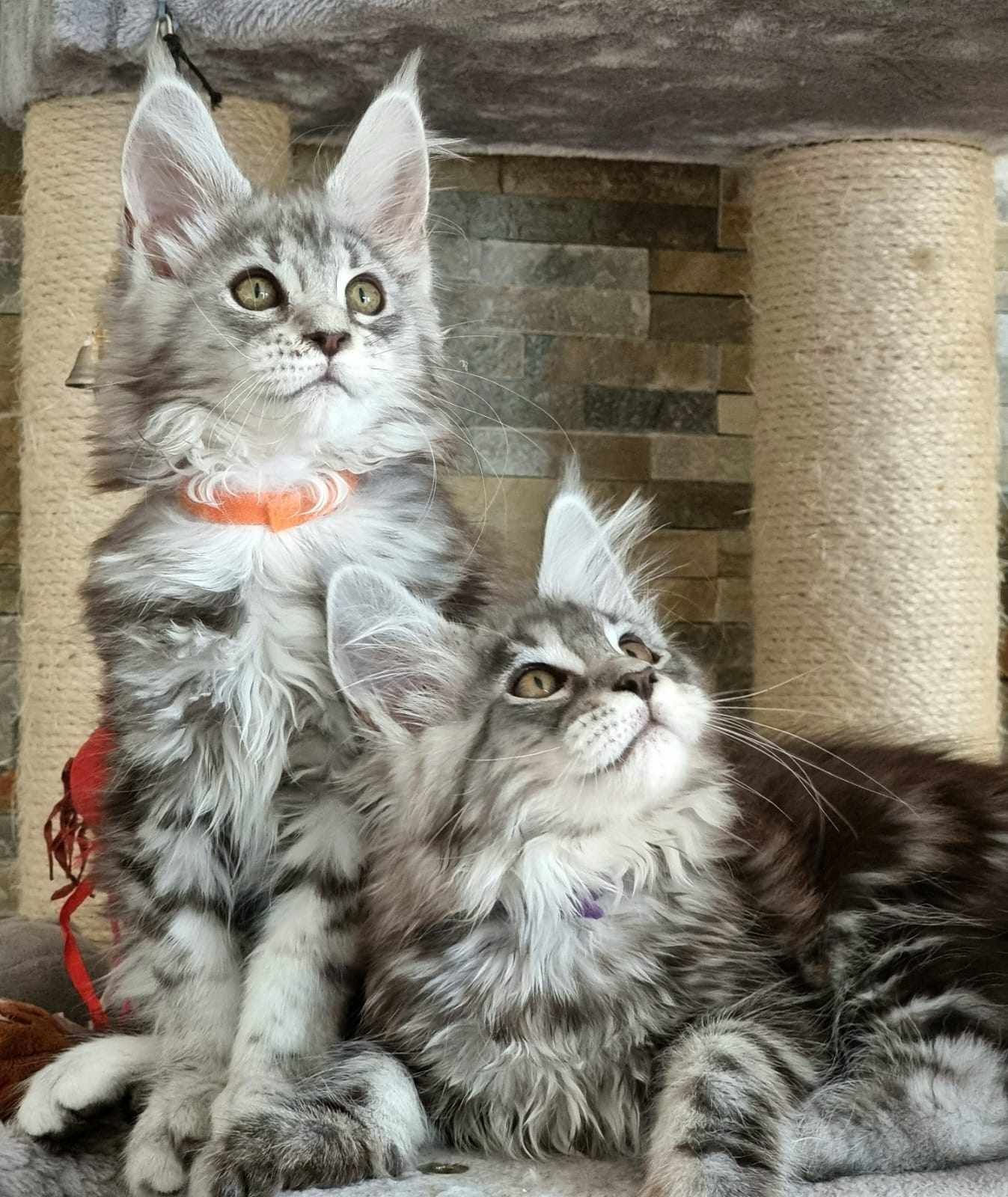 Maine Coon kittens for sale near Willerby