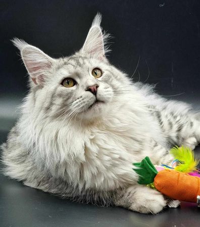 Maine Coon Cats, buy maine coon cat
