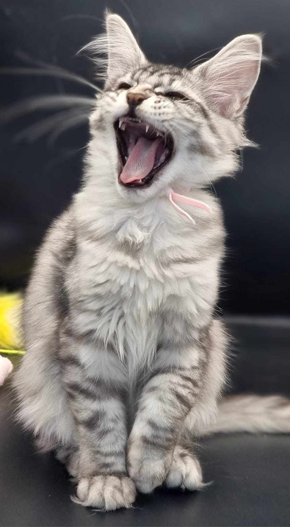 Maine Coon Cat Breeders near Willerby