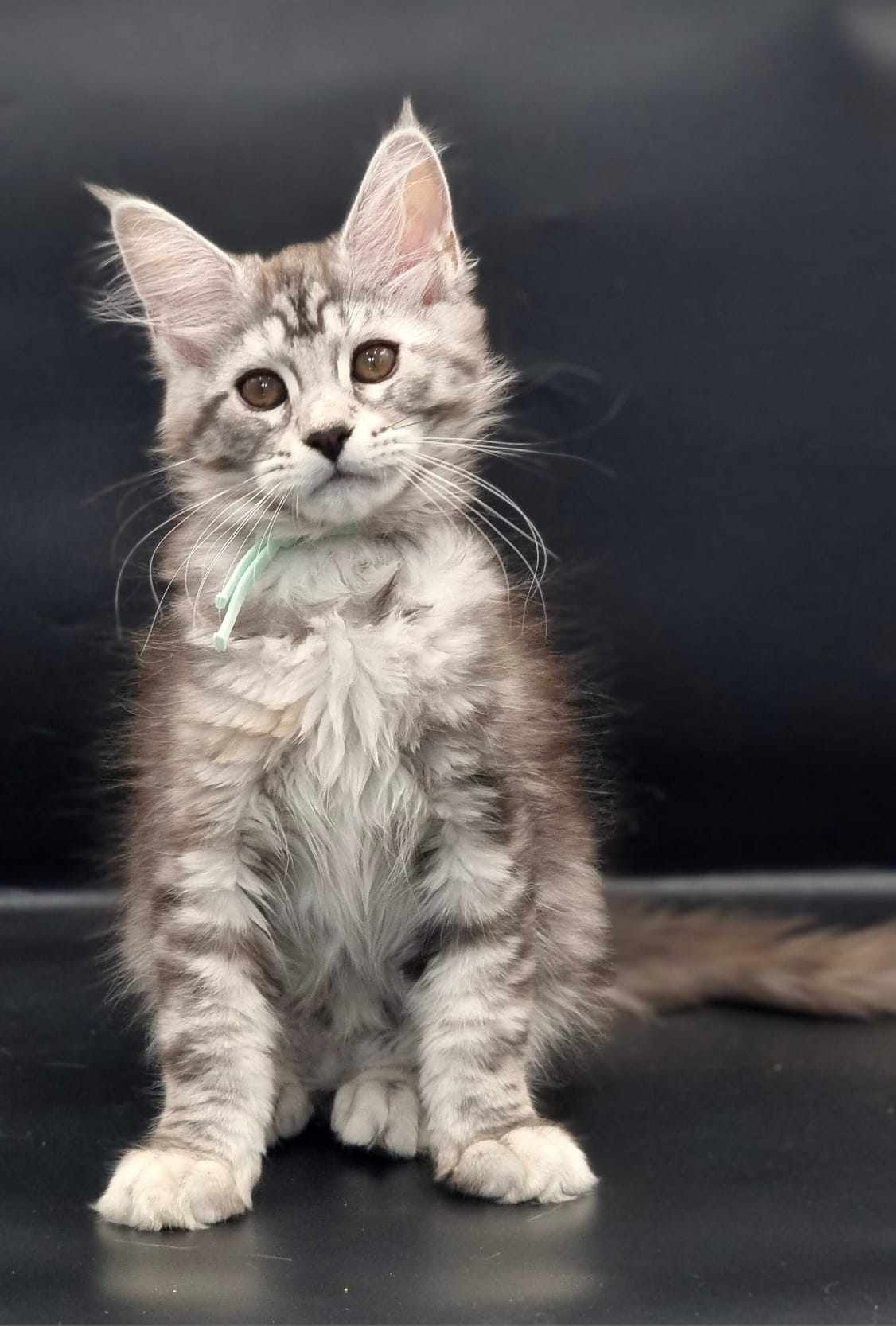 Maine Coon cat breeders near Cottingham