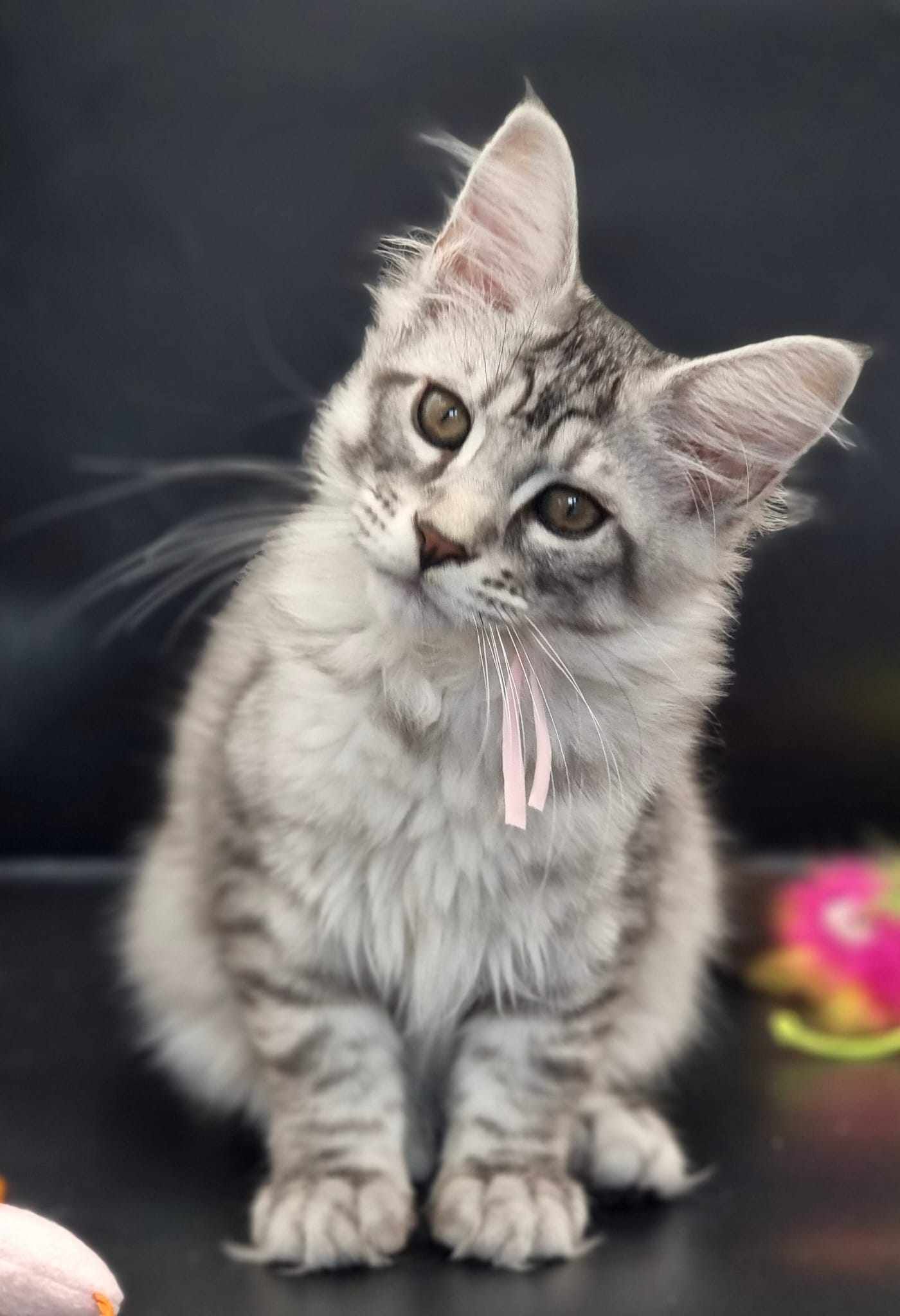 Maine Coon cat breeders near Hessle