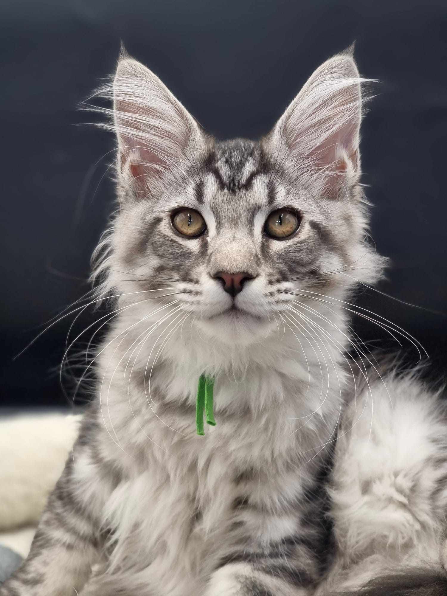 Maine Coon cat breeders near Hessle