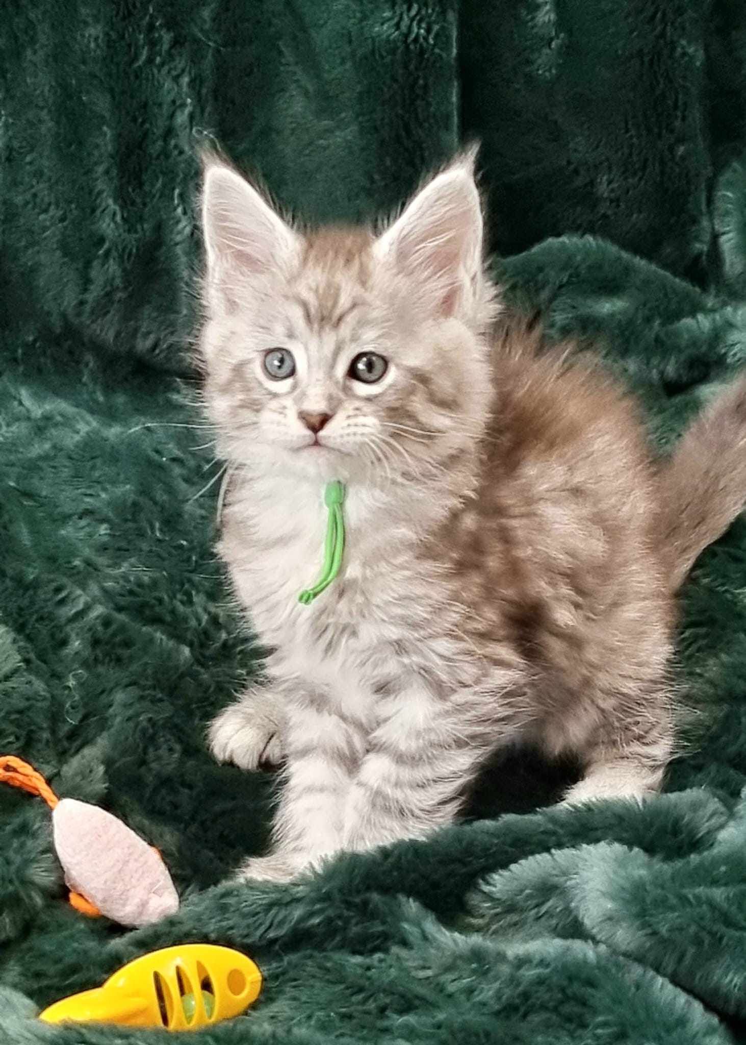 Maine Coon cat breeders near Cottingham
