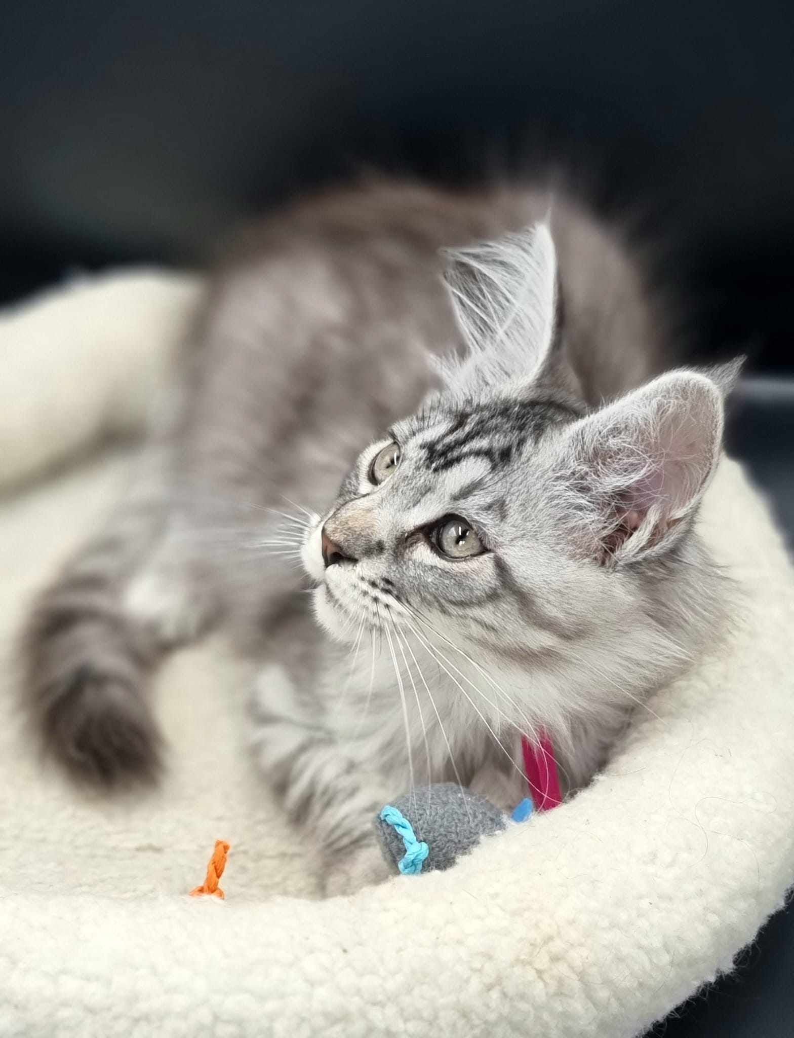 Maine Coon cat breeders near Hessle