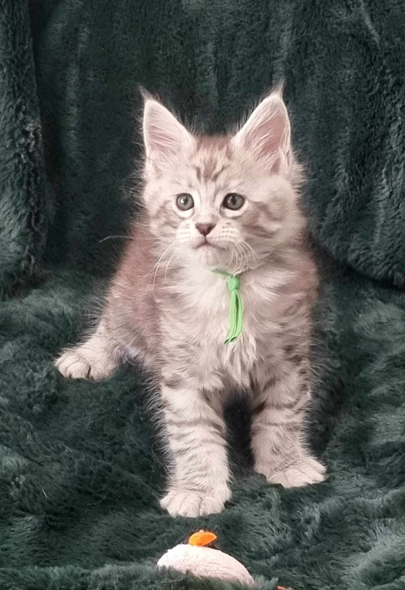 Rehomed cat