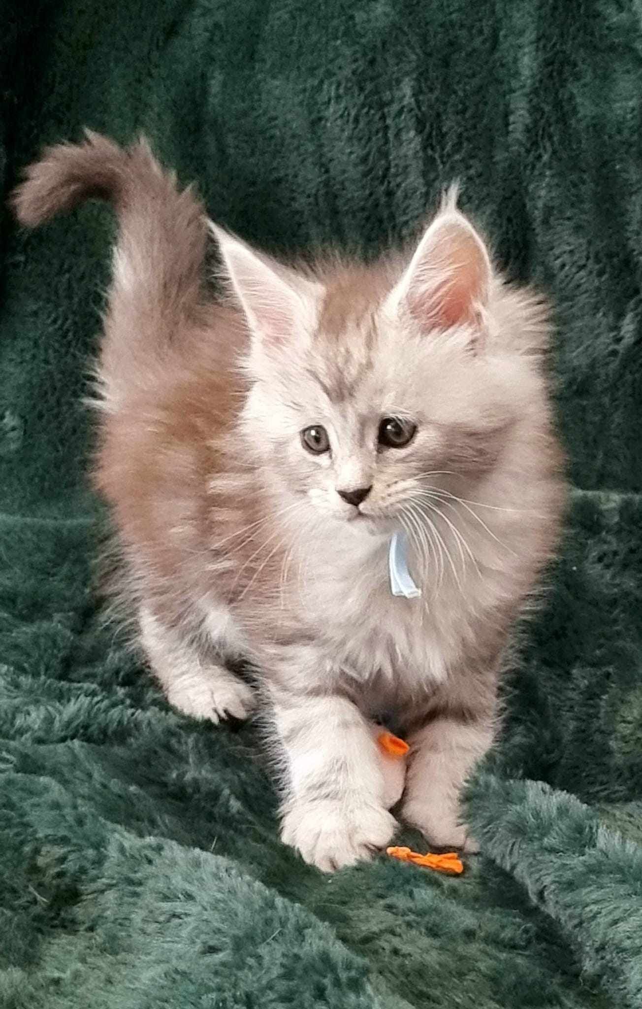 Maine Coon Cat Breeders near Willerby