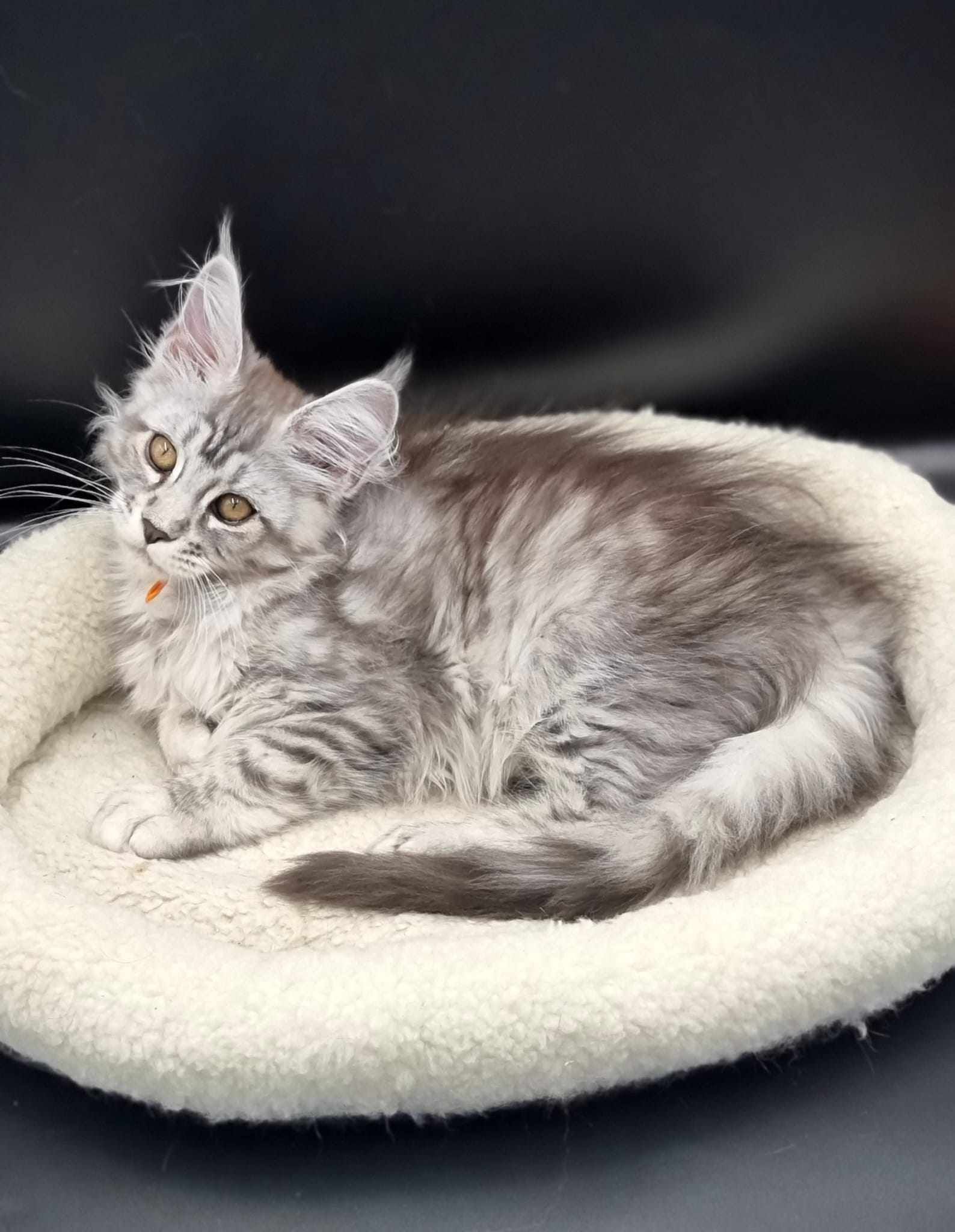 Maine Coon Cat Breeders near Willerby